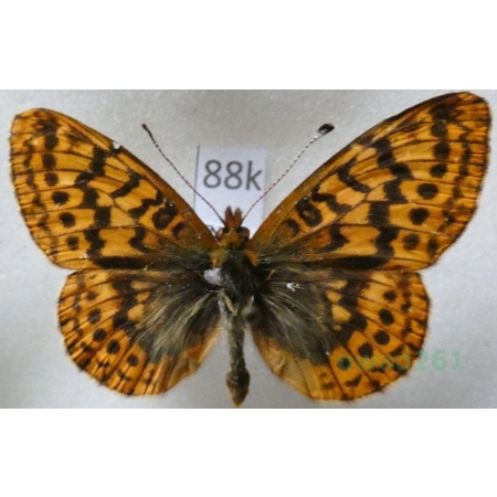 Boloria frigga (Becklin, 1791) Finland88k